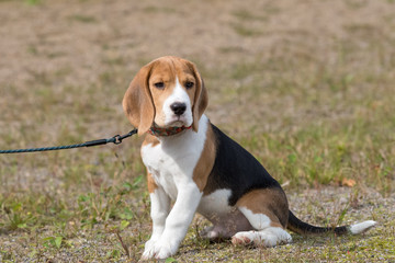 Gorgeous beagle puppy sitting in green grass