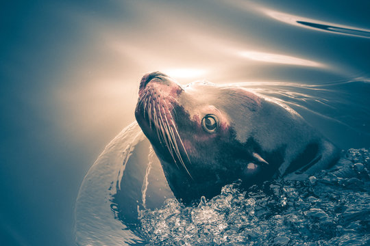 Seal Swimming In The Sun