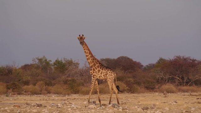 Namibia - Etoscha Nationalpark - Giraffe