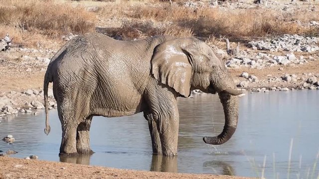 Namibia - Etoscha Nationalpark - Afrikanischer Elefant