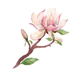 Watercolor magnolia floral composition