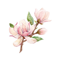 Watercolor magnolia floral composition © zenina