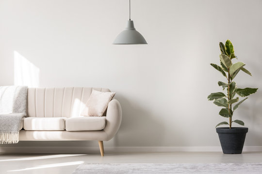 White living room with ficus