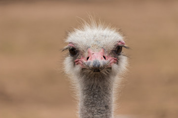 Common Ostrich portrait