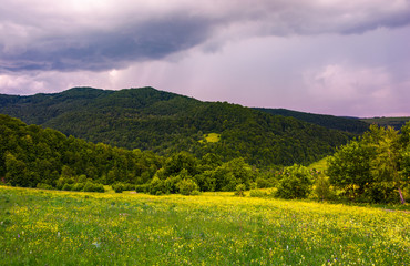 grassy meadow on the hillside. lovely nature scenery in mountains