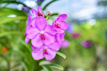 Obraz premium Cymbidium in garden