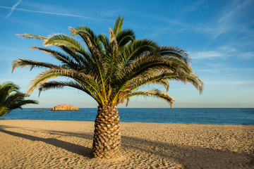 Relaxing view of a Palm in a empty beach in Costa Brava