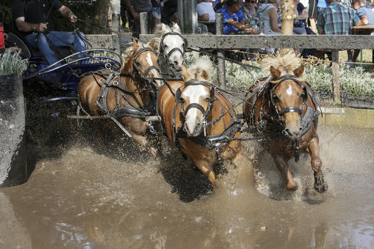 4-span pony's rennen door de waterbak
