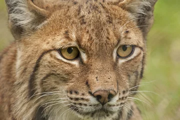 Fotobehang Euraziatische lynx © renatepeppenster