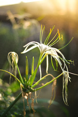 Colourful of flower in the sunlight on day