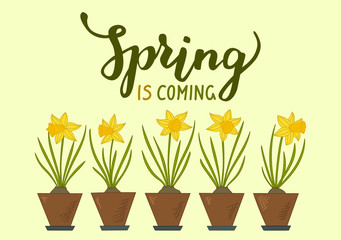 Spring is coming. Five daffodils with lettering Spring is coming. Vector illustration.