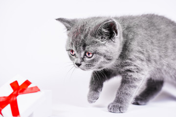 Scottish Straight kitten with gift box on white background