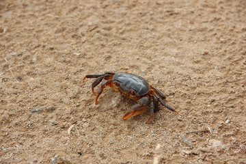crab