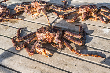 King crab caught in Norwegian waters.