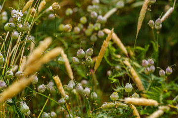Wildblumen nach einem Regenschauer, selektiver Fokus