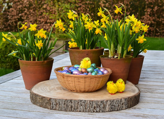 Fototapeta na wymiar Easter concept: Yellow Easter flowers (narcissus) in terracotta flowerpot, cute chicks and packed chocolate eggs in basket on wooden garden table.