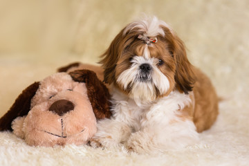 Shih tzu puppy lying on the sofa next to a toy dog