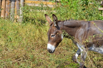 Fototapeta premium Side portrait of a funny smiling gray donkey in the sun with green grass as background