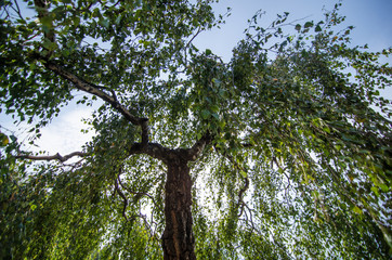 plant with thick foliage, which hurls itself into the sky, with branches with green leaves.