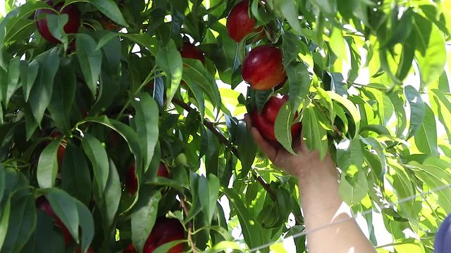 female hand gathering ripe nectarine peach from a peach tree