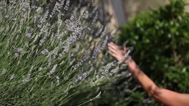 female hand touching lavender frowers in a garden