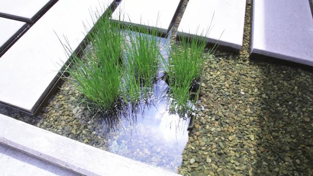 garden with path on water bick stones and acquatic plants and stones