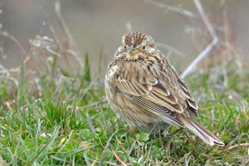 Corn bunting (Emberiza calandra)