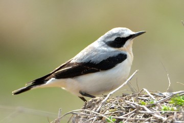 Northern wheatear (Oenanthe oenanthe)