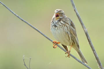 Corn bunting (Emberiza calandra)