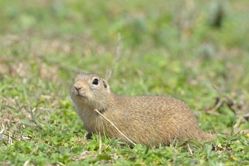 Naklejka na ściany i meble European Ground Squirrel or Souslik in Springtime