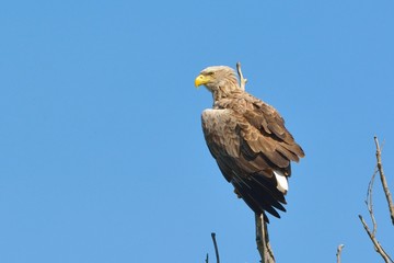 White Tailed Eagle (Haliaeetus albicilla)