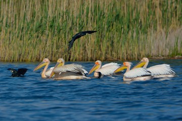 White Pelican (Pelecanus onocrotalus)