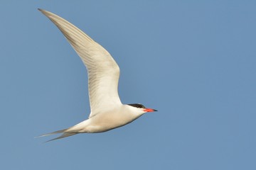 Common tern (Sterna hirundo)