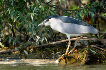 Black Crowned Night Heron (Nycticorax nycticorax)