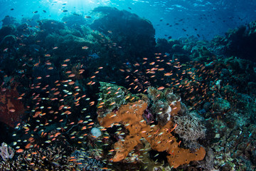 Fototapeta na wymiar Brightly Colored Anthias and Coral Reef in Alor, Indonesia