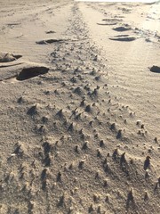 Fire Island National Seashore Beach Texture