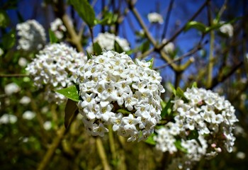 Nature,flowers,environment,parks and gardens concept-white spring and fragrant flower of shrub Viburnum Carlcephalum.