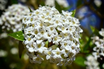 Nature,flowers,environment,parks and gardens concept-white spring and fragrant flower of shrub...