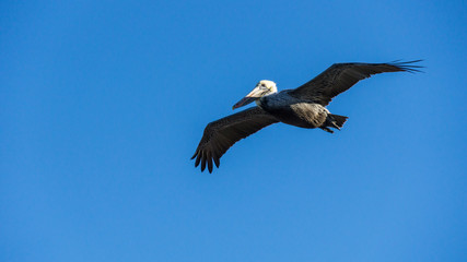 Fototapeta premium USA, Florida, Majestic flying brown pelican
