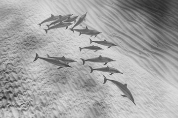 Dolphin Pod in Black and White