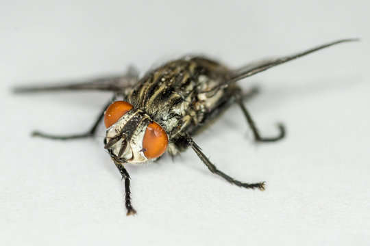 a domestic fly on a white background