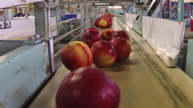 nectarine peaches industrial moving system in a factory