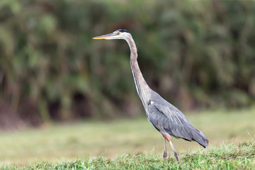Herons stock photos and royalty-free images, vectors and illustrations