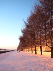 quay larch in the winter frosty evening