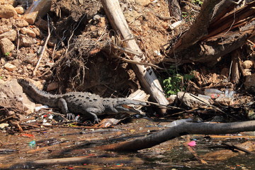 Crocodile near the river of Sumidero canyon, Mexico 