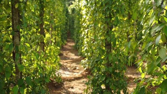 Slowmotion steadycam shot of pepper plants at a pepper farm in Asia