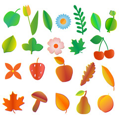 Set of colored fruits,flowers.  berries, leaves and mushrooms