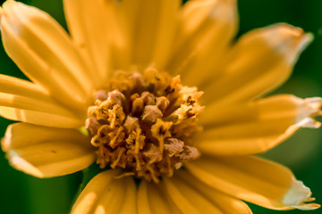 Yellow Flower