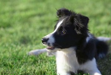 Holi - the Border Collie
