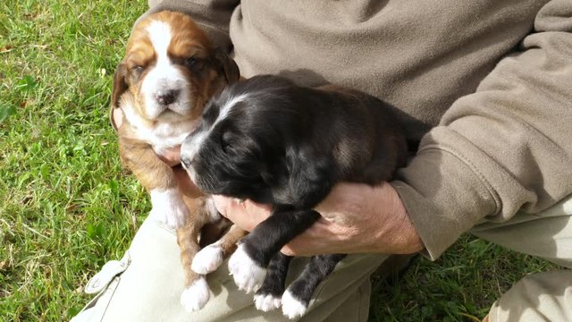 Breeder with newborn puppies